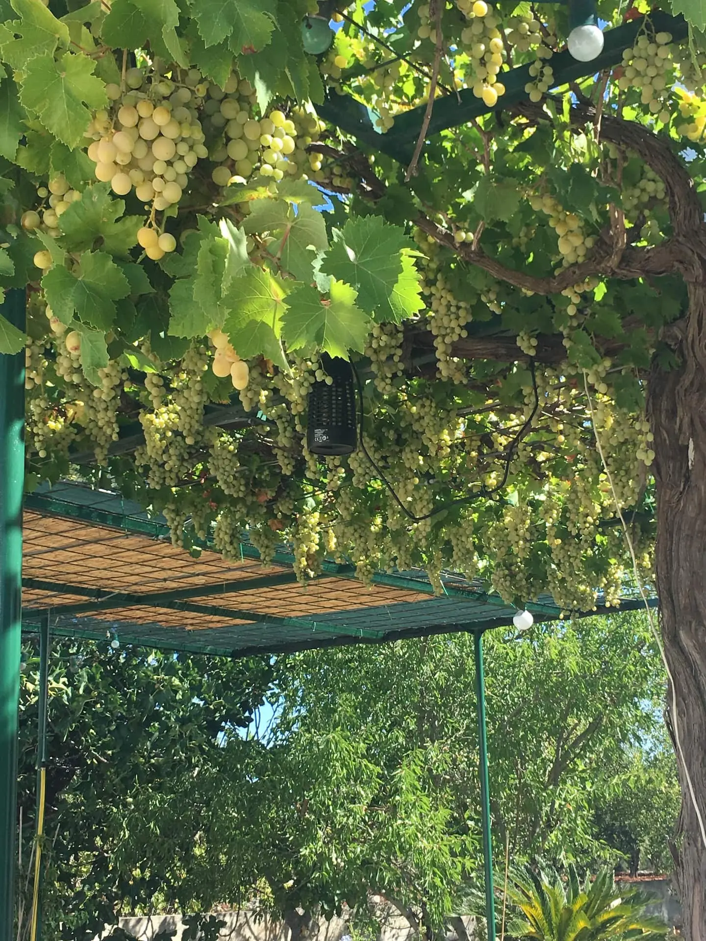 La vigne de la pergola chargée de raisin
